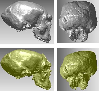 Reconstruction d'une crâne