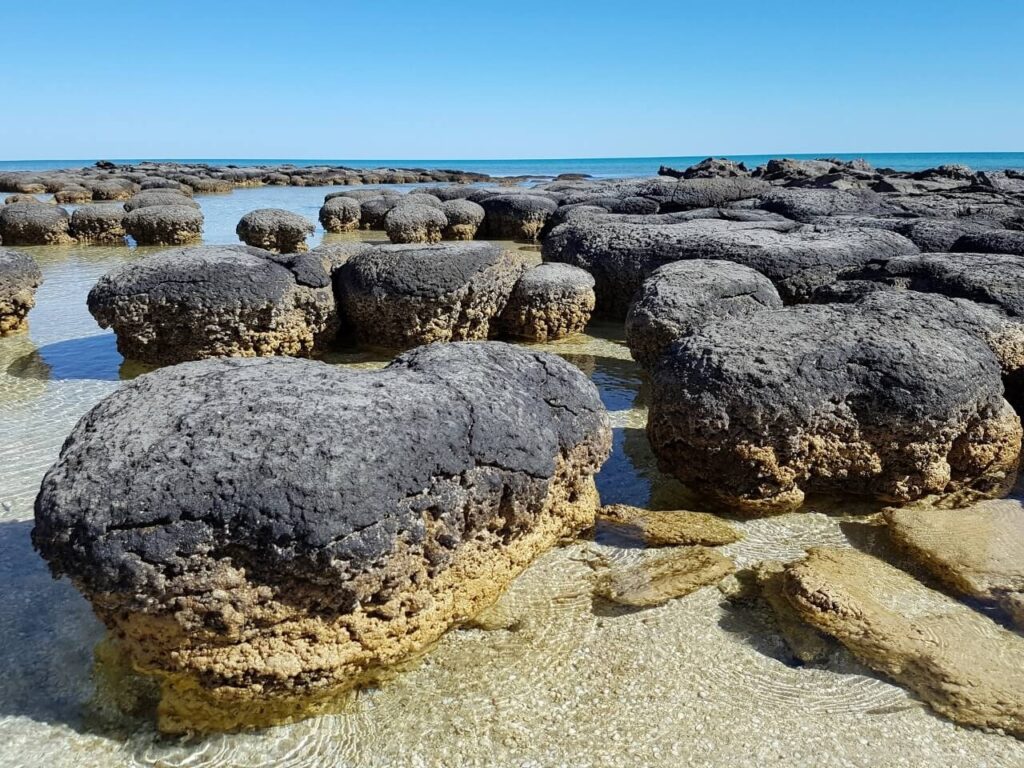 Stromatolites