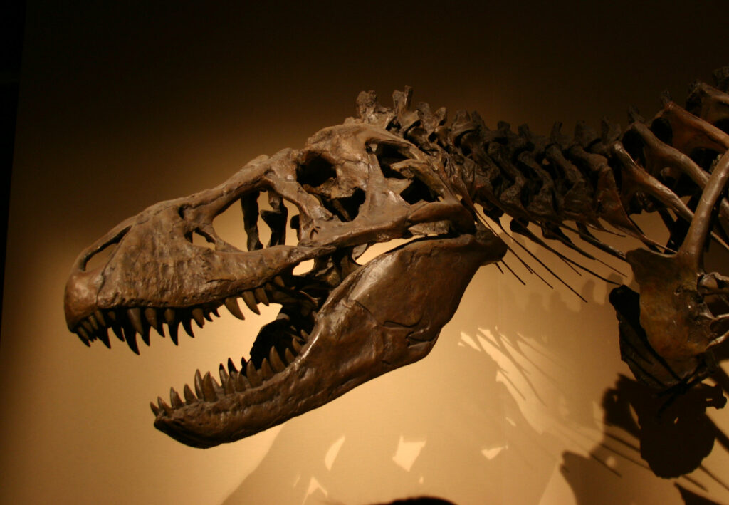Tyrannosaure