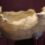 Crâne Grotte de Gough