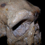 Crâne dali profil