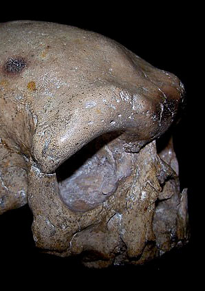Crâne dali profil