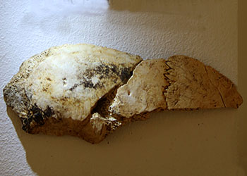 fragment cranien neandertal