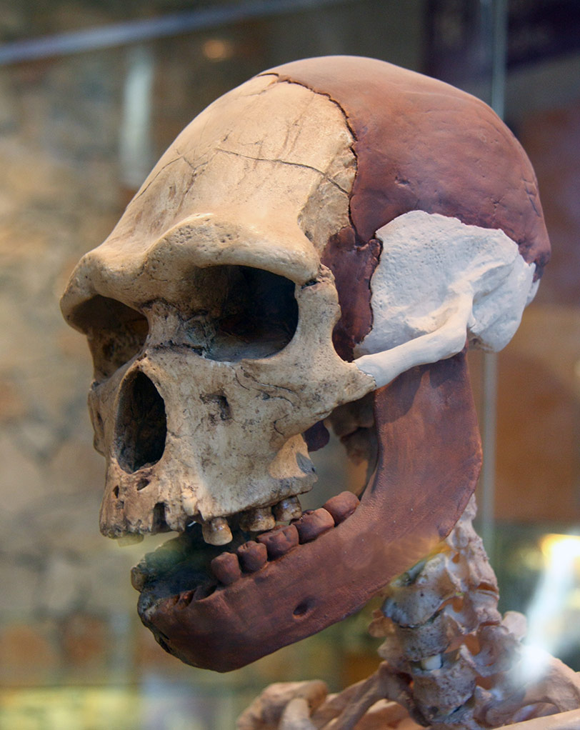 Crâne Arago 21 reconstitué