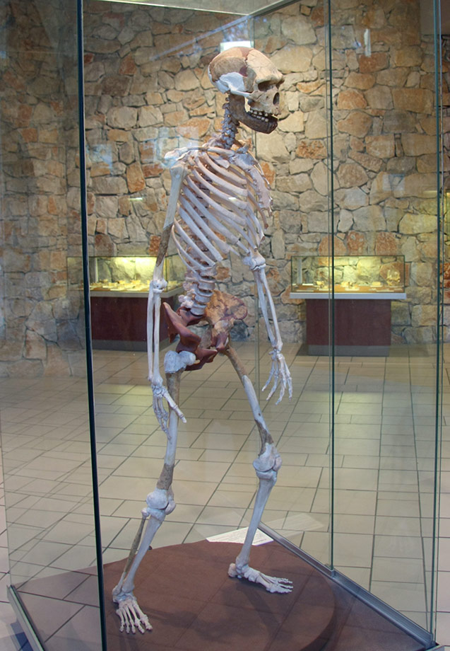 Reconstitution squelette Homme de Tautavel