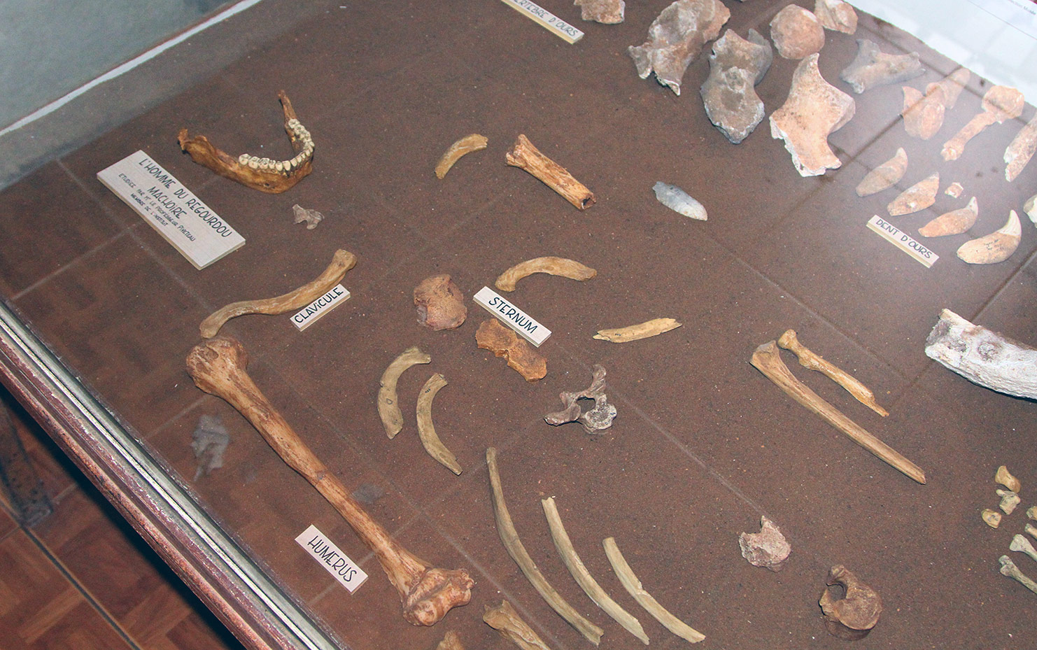 Squelette néandertal