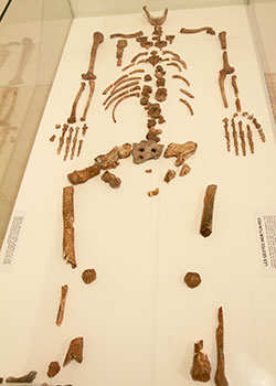Squelette du Regourdou