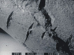 Traces de découpe sur un os d'Homo antecessor à Atapuerca.