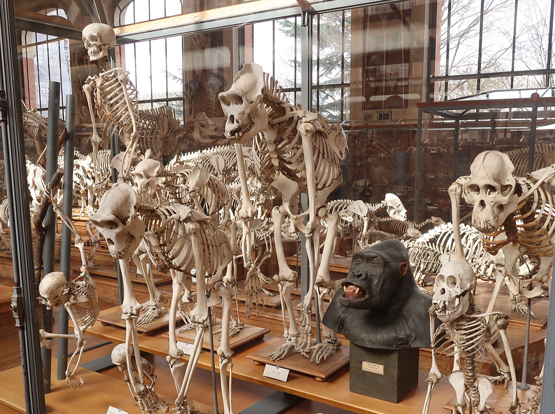 Squelettes de primates