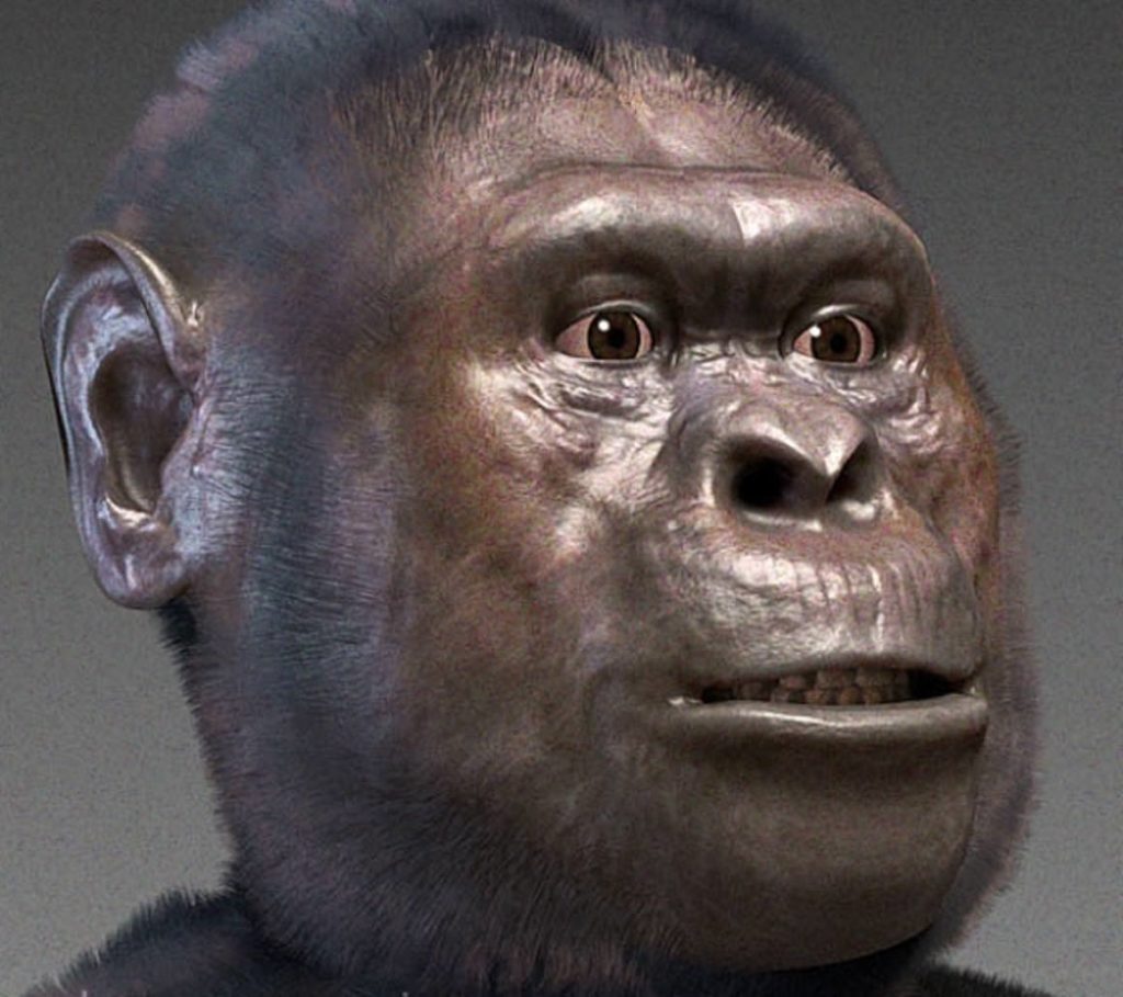 Visage A. afarensis