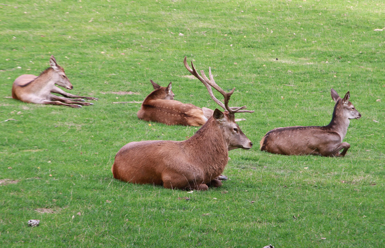Cerf et biches