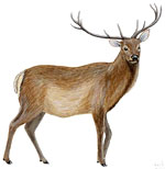 Cerf Elaphe