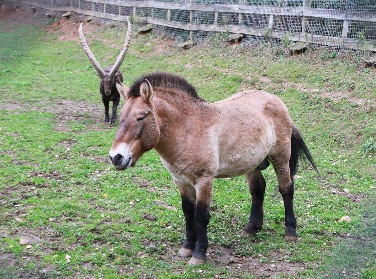 Cheval de Przewalski