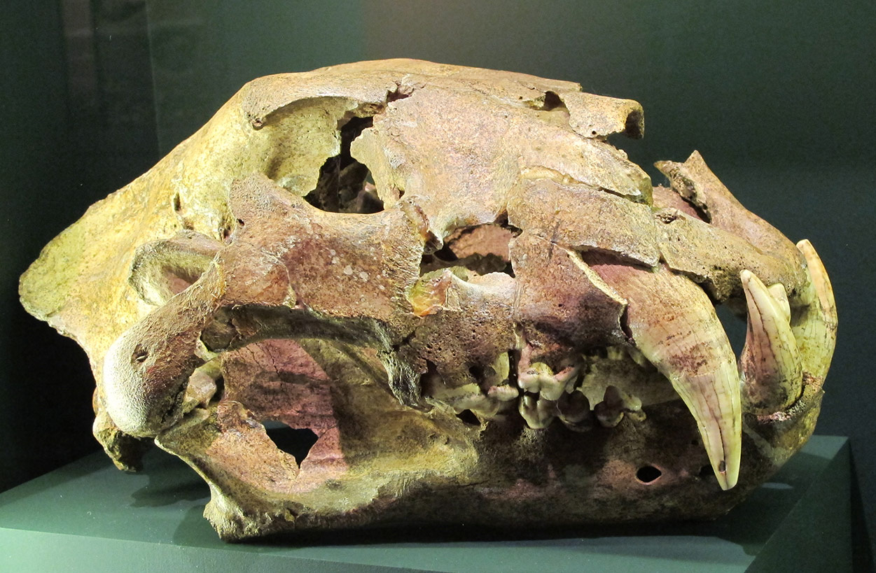 Crâne lion des cavernes