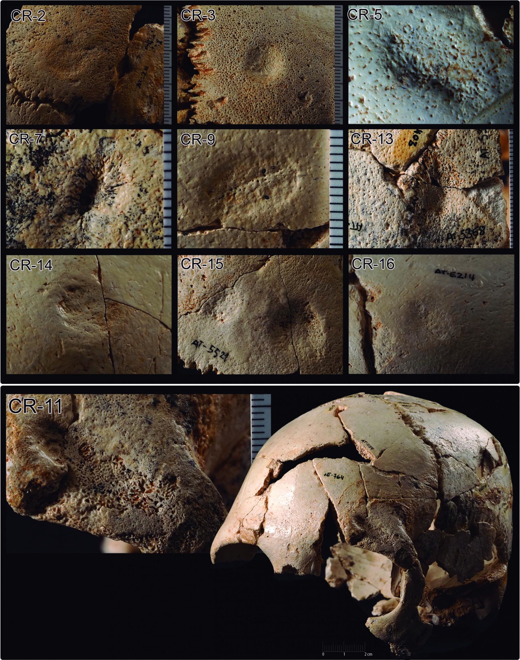 Les blessures récurrentes sur les fossiles de la Sierra d’Atapuerca 