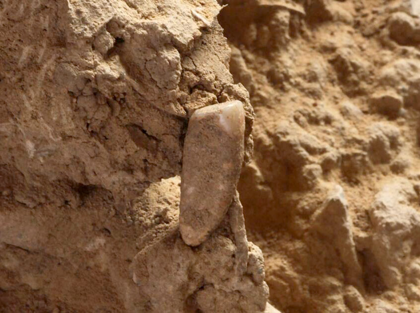 Une dent humaine de 550 000 ans à Tautavel