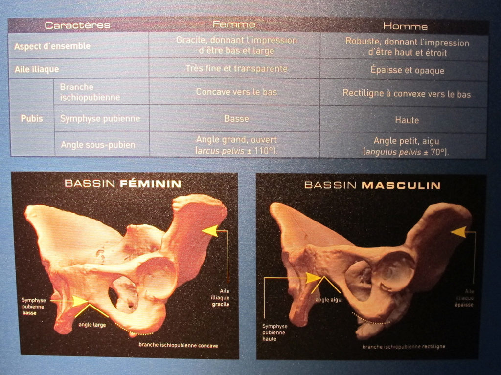 Différence bassin femme et homme