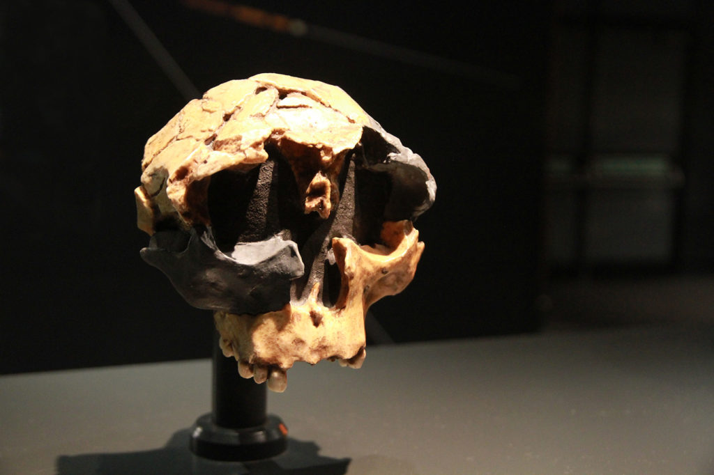 Crâne enfant Homo antecessor