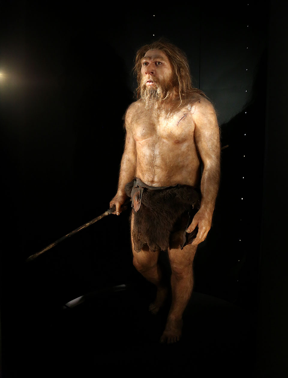 Homo neanderthalensis - Ateliers Daynes