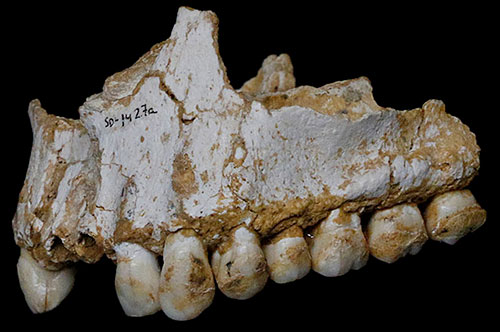 Néandertal pratiquait déjà l’automédication…