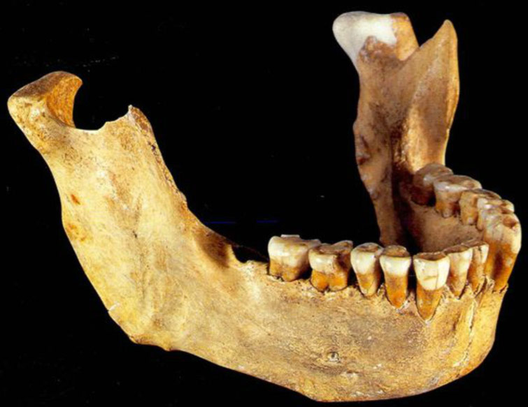 La date de l’extinction de l’Homme de Néandertal il y a 43 000 ans ?
