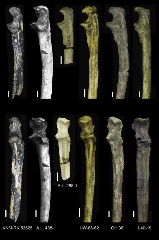 Ossements Australopithèques