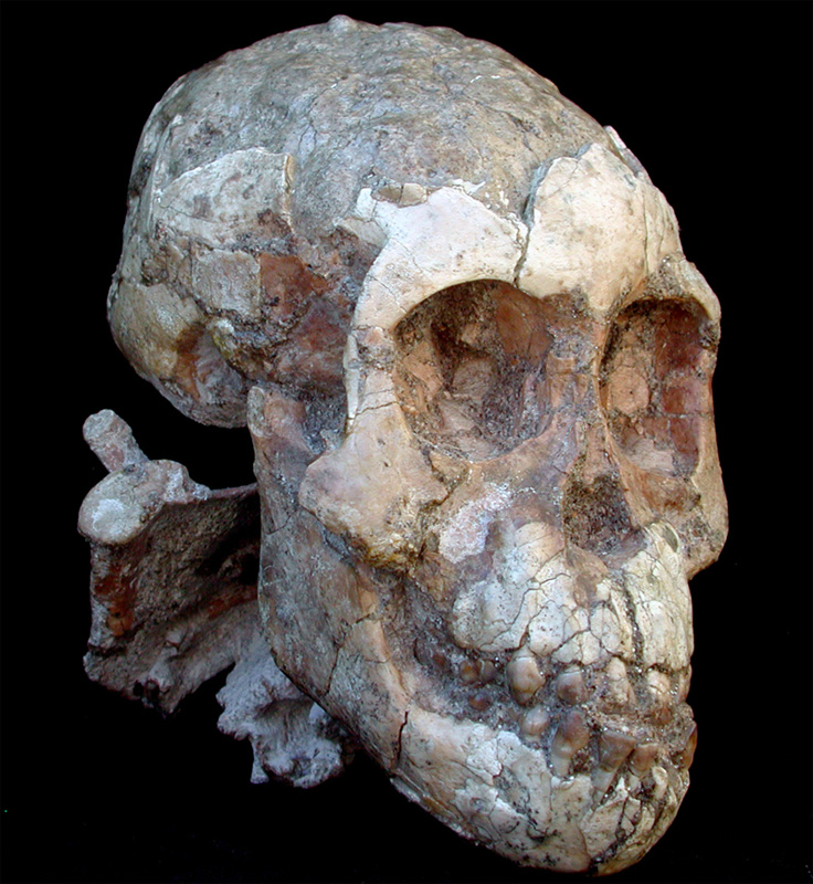 Selam un petit Australopithecus afarensis de 3 ans…