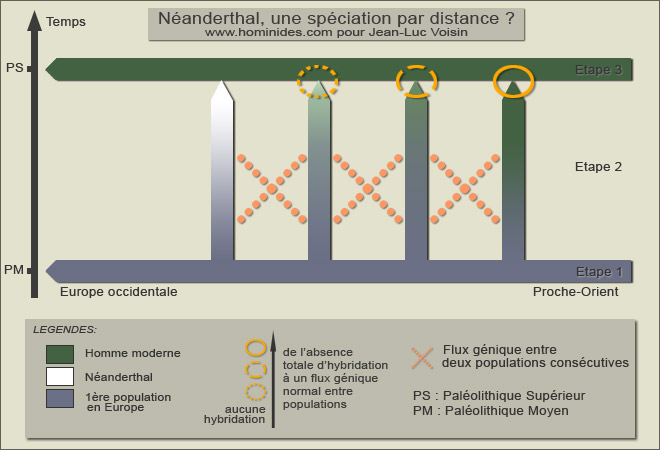 Néandertal, une spéciation par distance