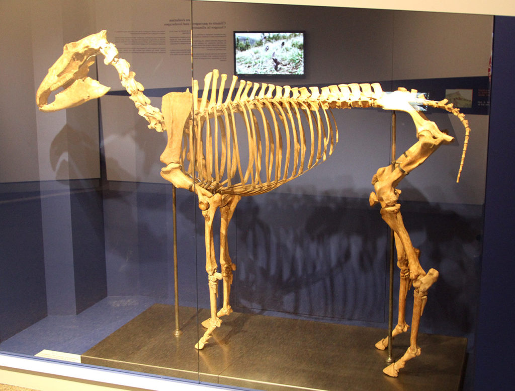 Squelette de Cheval