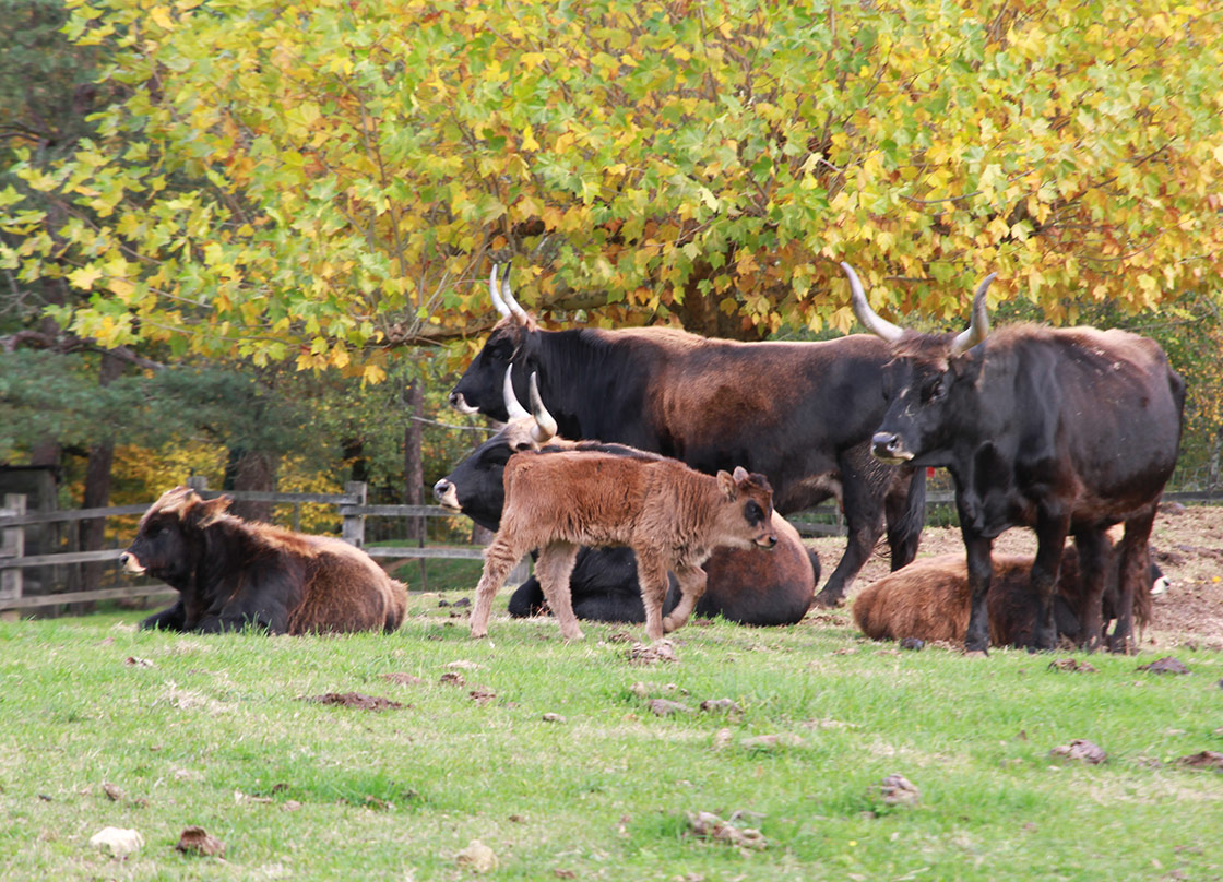 Famille Aurochs