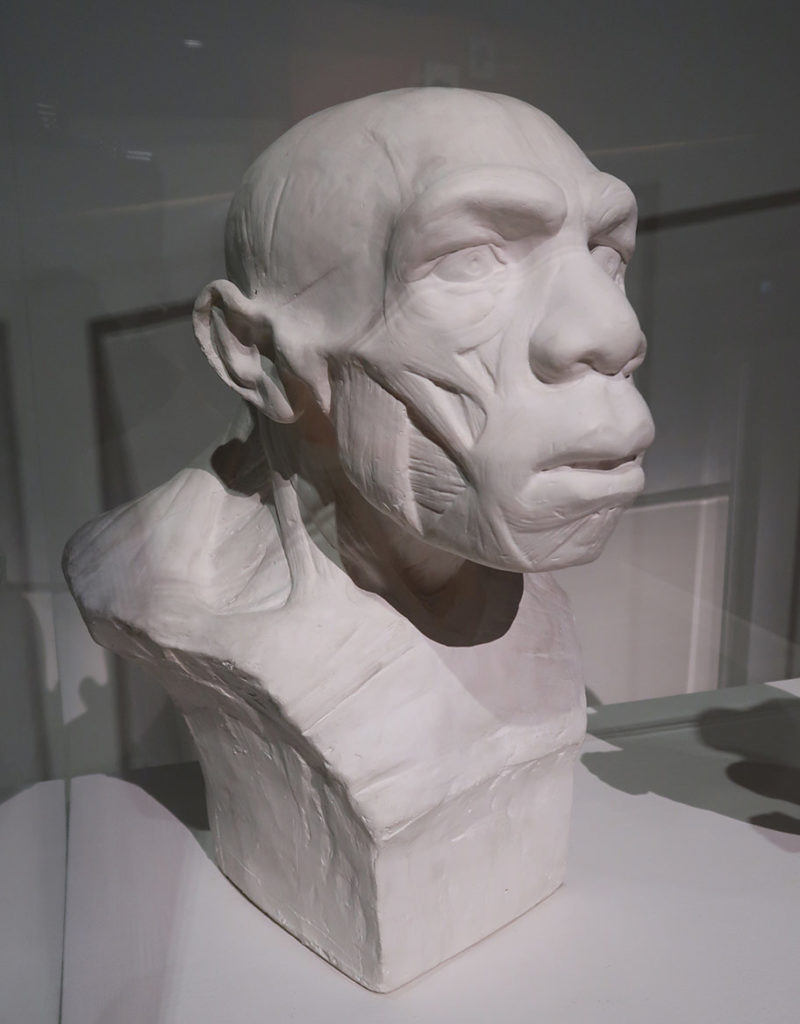 Buste Néandertal selon Marcellin Boule