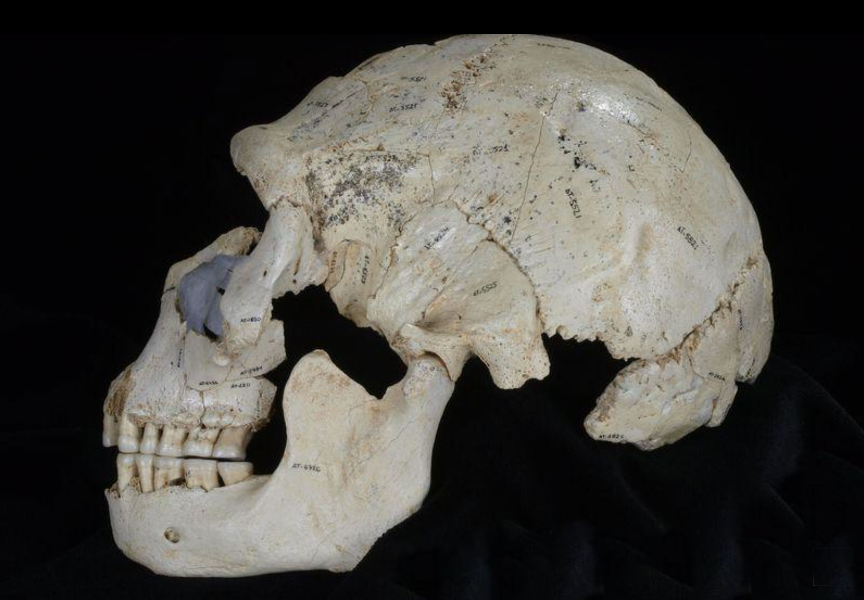 Néandertal : l’évolution n’est pas un long fleuve tranquille…