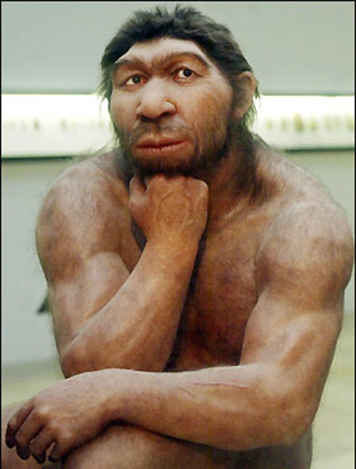 Pas d’hybridation pour Néandertal  et Sapiens, juste un ancêtre commun ?