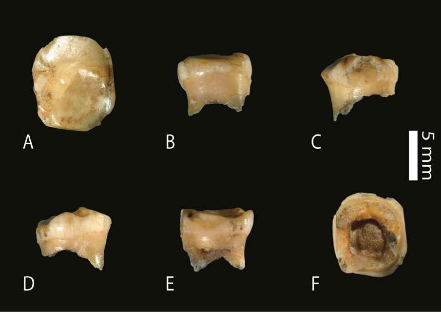 Homo sapiens et Néandertal, une histoire d’amour plus ancienne… et renouvelée !