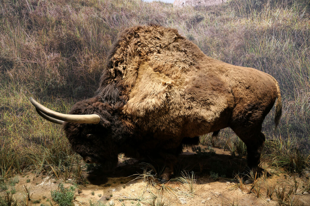 bison-reconstitution-chauvet2-1-1024x682.jpg