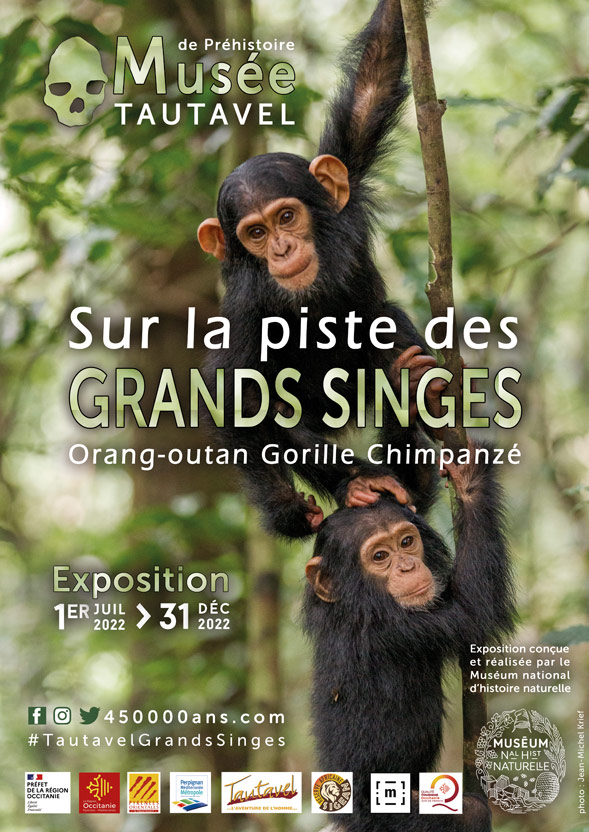 Sur la piste des grands singes