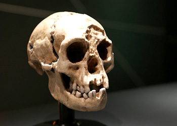Les origines d’Homo floresiensis se précisent