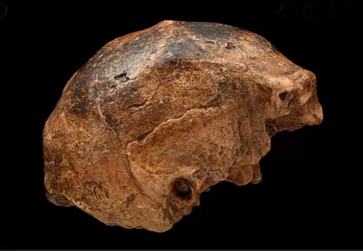 Sapiens n’aurait jamais croisé Homo erectus à Java