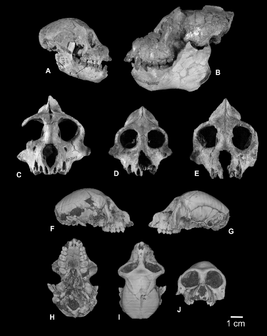 Aegyptophitecus zeuxis