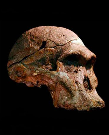 Les restes d’australopithecus africanus repoussés d’un million d’années en arrière.￼