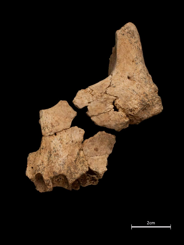Un très vieil européen à Atapuerca en Espagne : 1,4 million d’années ? 