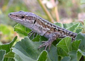 Les lézards de Pod Mrcaru, preuves vivantes de l’évolution…