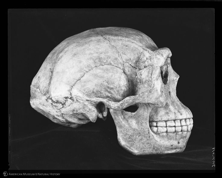 Sinanthropus pekinensis