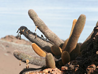 Iles Galapagos – la végétation – les plantes