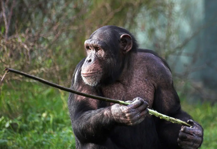 Le chimpanzé et la chasse à la lance - Hominides