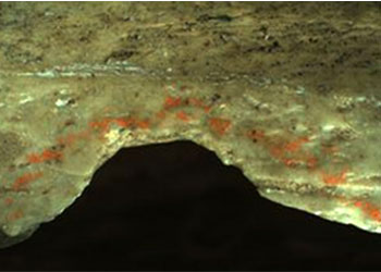 Cannibalisme néandertalien dans la grotte de Goyet