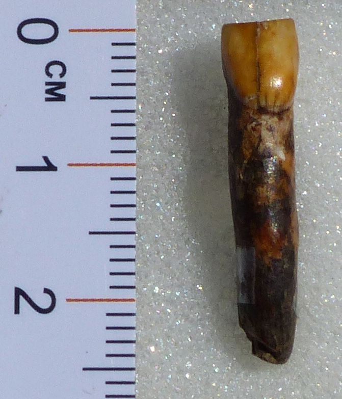 Le site de Montmaurin a livré une dent néandertalienne de 70 000 ans
