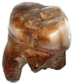Trois dents de Néandertal en Pologne…