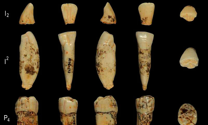Homo antecessor, un ancêtre majeur de la lignée Homo il y a 800 000 ans