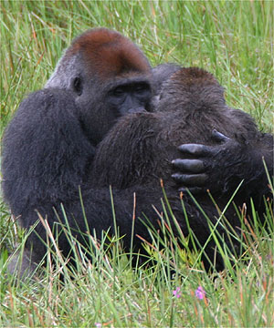 Les gorilles face à face dans l’amour